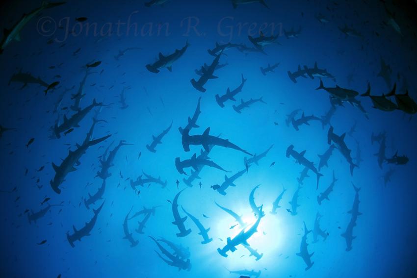Hunderte von Hammerhaien über der Gruppe von Tauchern