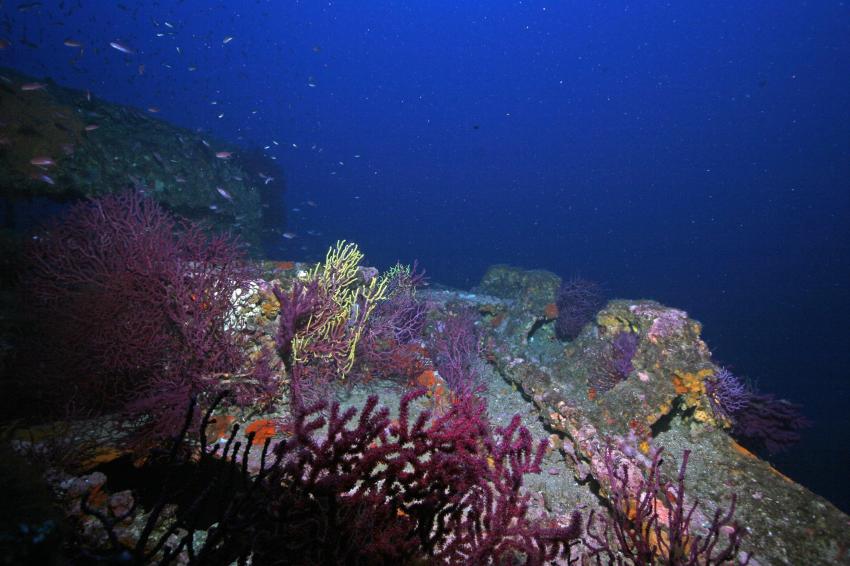 S/C Sea Anemone, Clownfish Diving
