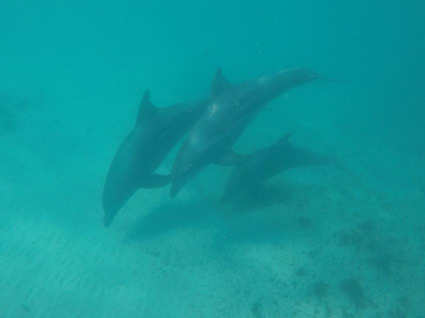 Delfin Tour, Extra Divers - Mirbat, Oman, Oman
