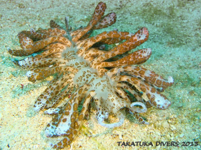 Takatuka Divers Galerie, Sipalay,Philippinen