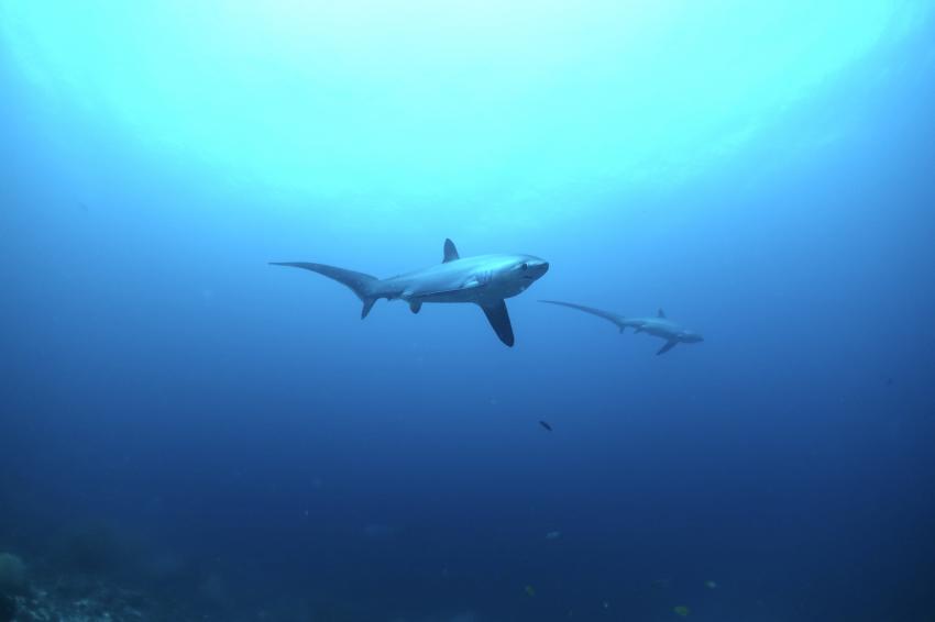 Devocean Divers, Malapascua (ehemals Seaquest Divecenter), Philippinen