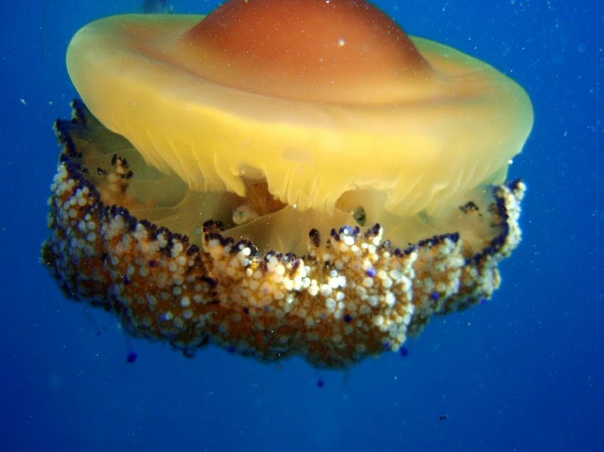 Beautful jellyfish, underwater world, divinglife, underwater life, diving center Croatia, diving Vrsar, Adriatic Diving Center, Kroatien