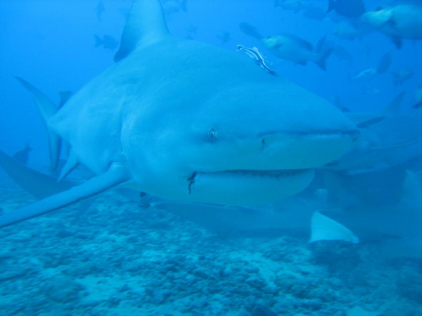 The Bistro - Full of Sharks, Beqa Lagoon,Fidschi,Bullenhai,Hai,Porträt