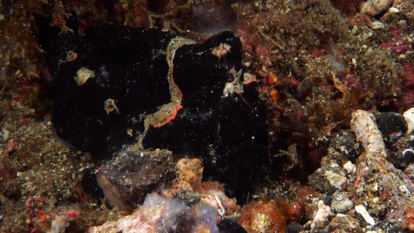 Frogfishmania Part 3, Lembeh Strait,Nord Sulawesi,Indonesien,Anglerfisch,Frogfisch