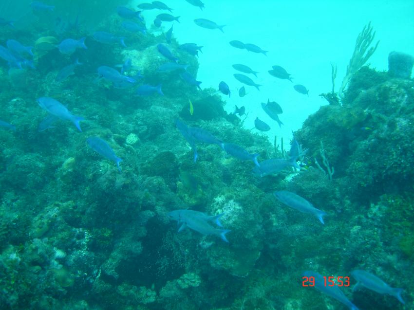 Tauchen mit Treasure Divers, Boca Chica, Boca Chica,Dominikanische Republik