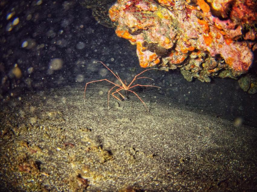 Punkfish Diving La Palma, Spanien, Kanaren (Kanarische Inseln)