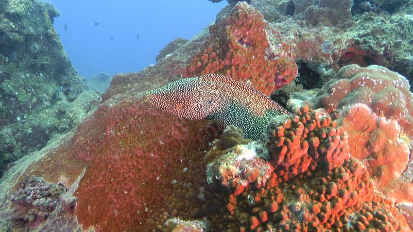 Ocean Divers, Flic en Flac, Mauritius