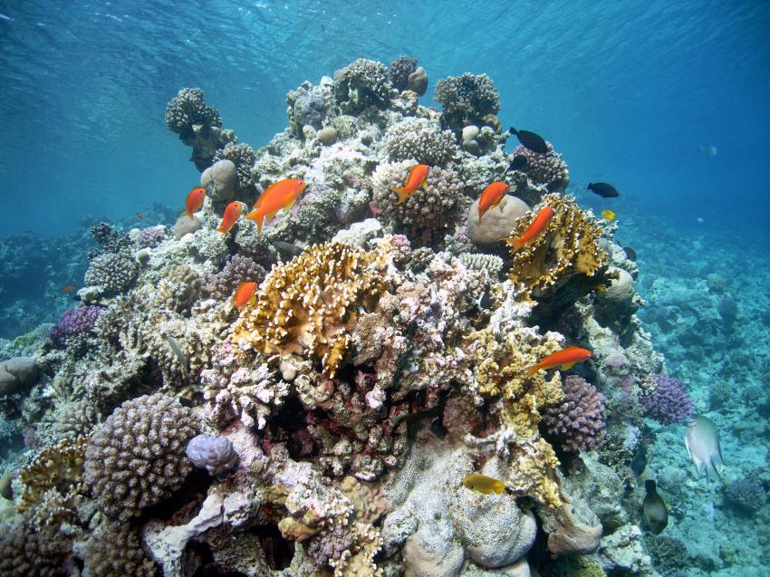 Safaga 01/2011 Teil 4, Safaga - allgemein,Ägypten