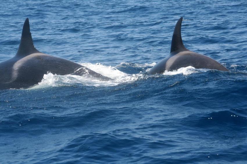 Orcas bei der gemeinsamen Jagd, Dive Expert-Tours ,   Südafrika, Südafrika