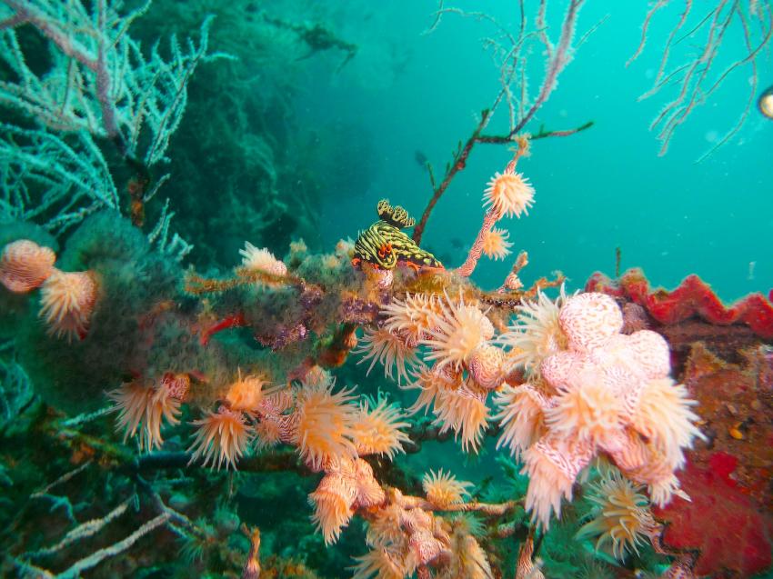 Prachtsternschnecke auf Koralle