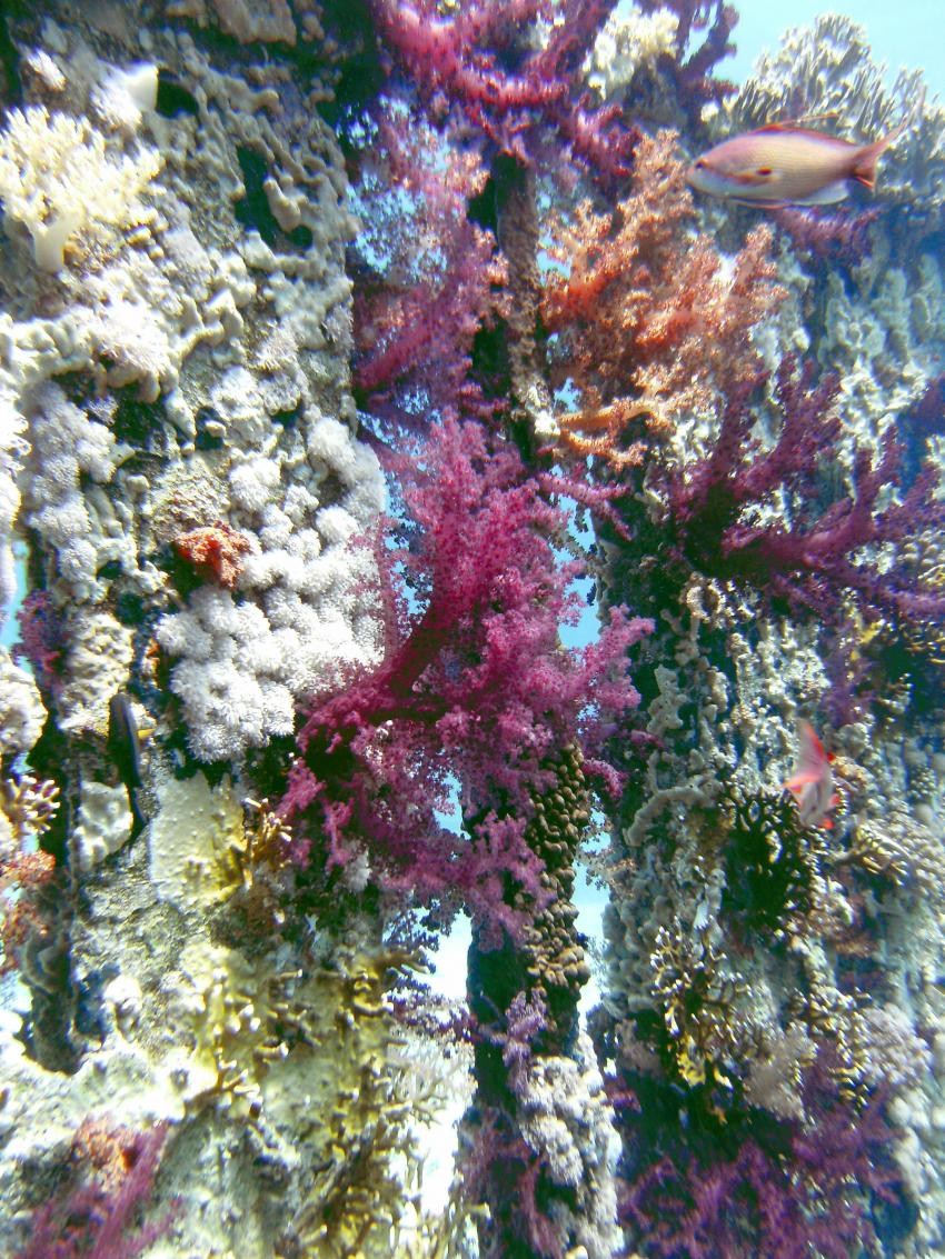 Yolanda Reef / Shark Reef & Anemone City (Sharm El Sheikh), Yolanda Reef / Shark Reef & Anemone City (Sharm El Sheikh),Ägypten