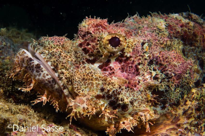 Bärtiger Skorpionfish, skorpionfish, scorpion fish, Poseidon Dive Academy, Ao Nang, Thailand, Andamanensee