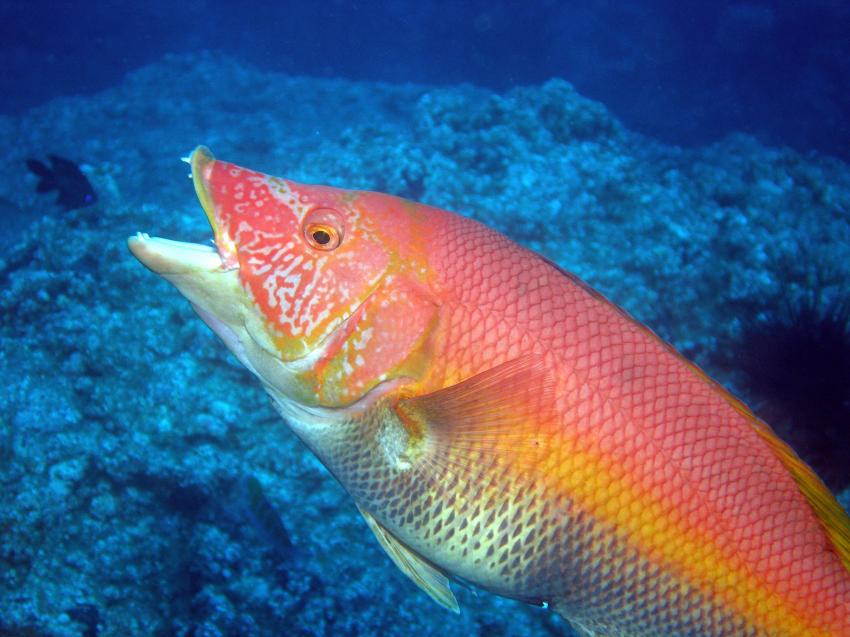 Madeira - Atalaia Diving Center, Madeira allgemein,Portugal,Lippfisch,Schweinslippfisch