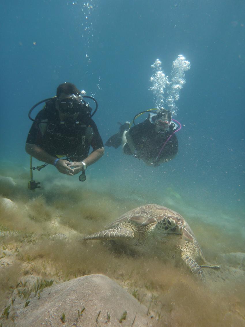 letzter TG mit Schildkröte und Co., Extra Divers Brayka Bay / Marsa Alam, Ägypten, Marsa Alam und südlich
