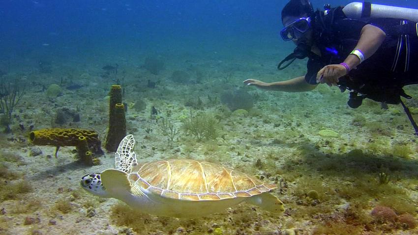 buceo en isla saona, Ultra Marine Divers, Punta Cana, Dominikanische Republik