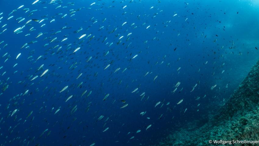 Punta Diving, Betina, Kroatien