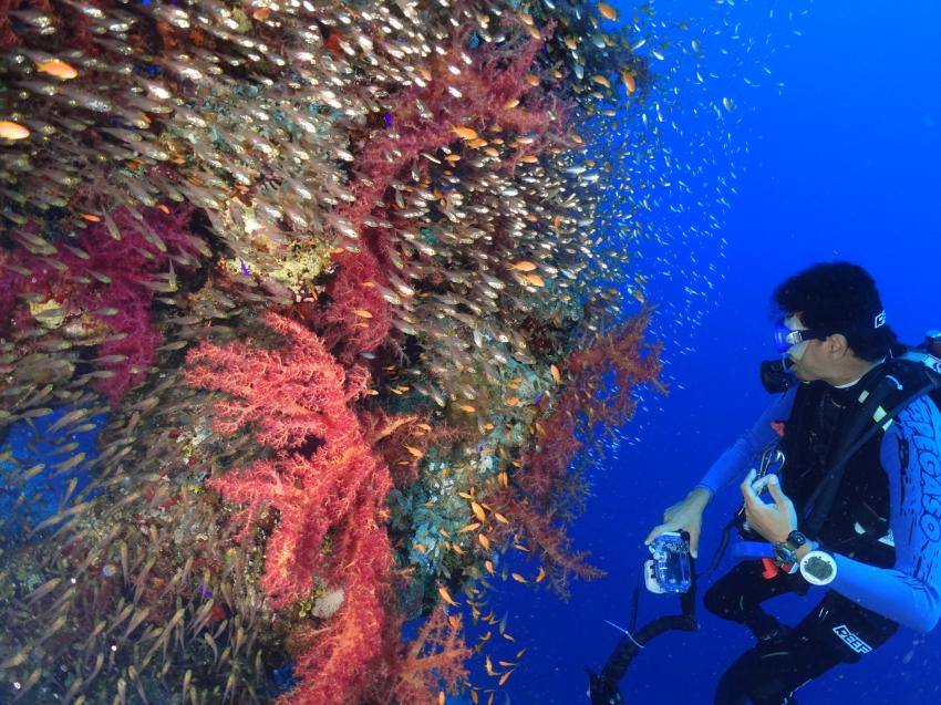 Ras Ghozlani, Blue Ocean Dive Club Sharm El Sheikh, Ägypten, Sinai-Süd bis Nabq