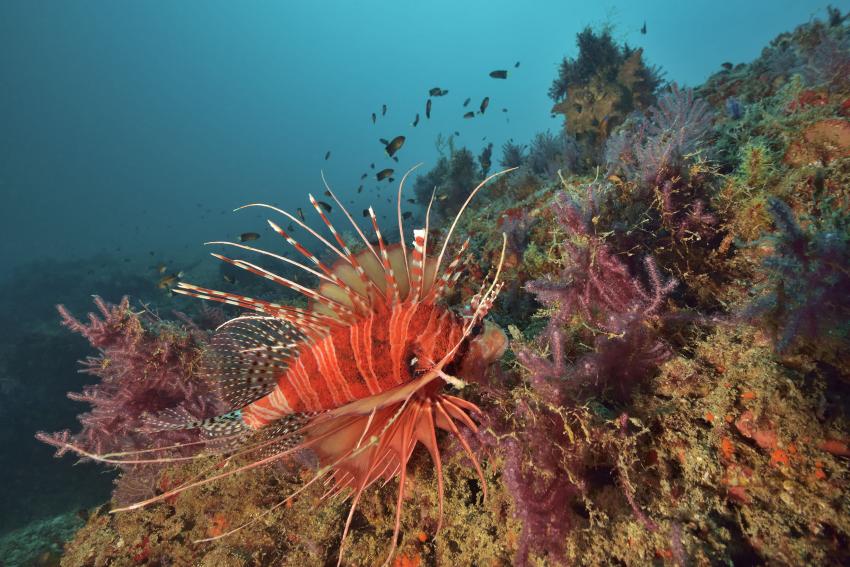 Daymaniyat Islands, SeaOman, Al Mouj Marina, Muscat, Oman