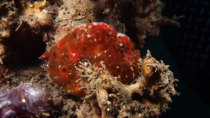 Frogfishmania Part 3, Lembeh Strait,Nord Sulawesi,Indonesien,Anglerfisch,Frogfisch
