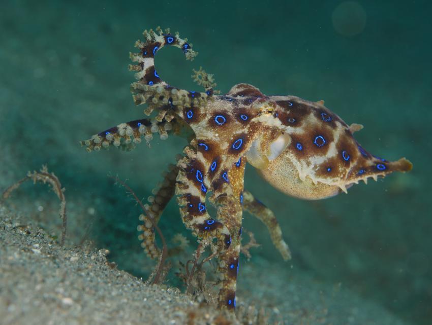 Atmosphere Resort & Dive Center Negros, Dauin, Philippinen
