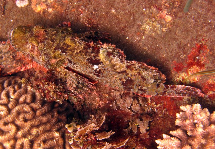 U.S.A.T. Liberty, Tulamben, Liberty Wreck,Tulamben,Indonesien