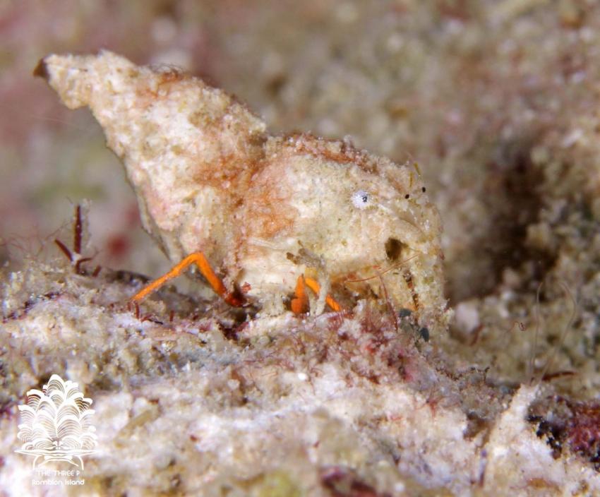 Vercoia interrupta (Shell Mimic Shrimp), The Three P Romblon Island, Vercoia interrupta, Shell Mimic Shrimp, Tauchen, Romblon Island, The Three P, The Three P Beach Resort and Dive Center, Philippinen