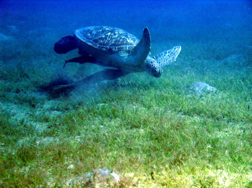 El Quseir - Dugong Beach, Dugong Beach,El Quseir,Ägypten