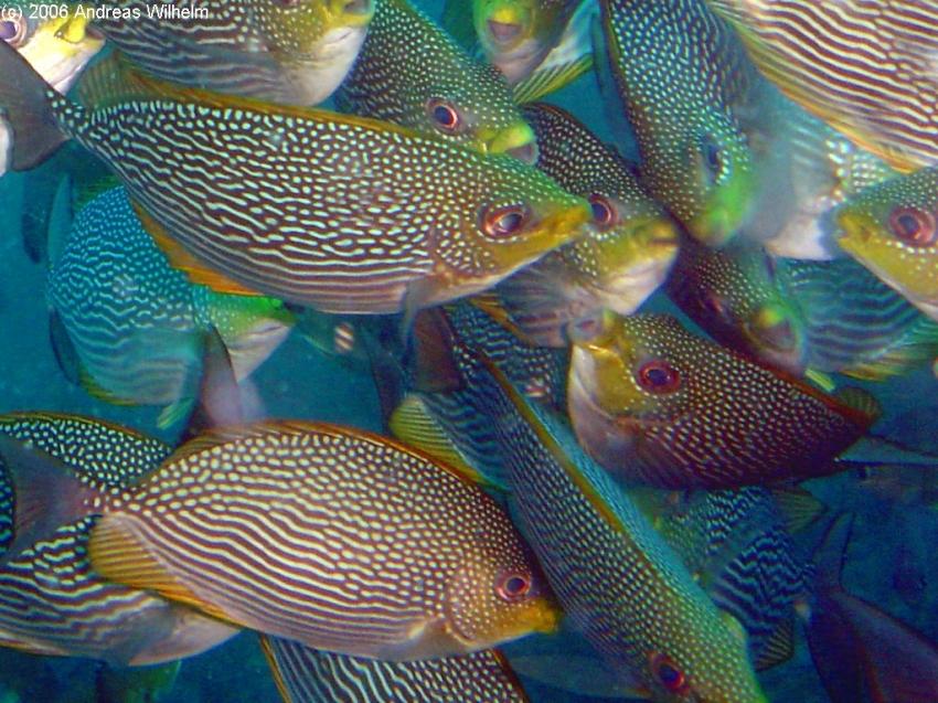 Phuket - Anemone Reef, Phuket,Thailand