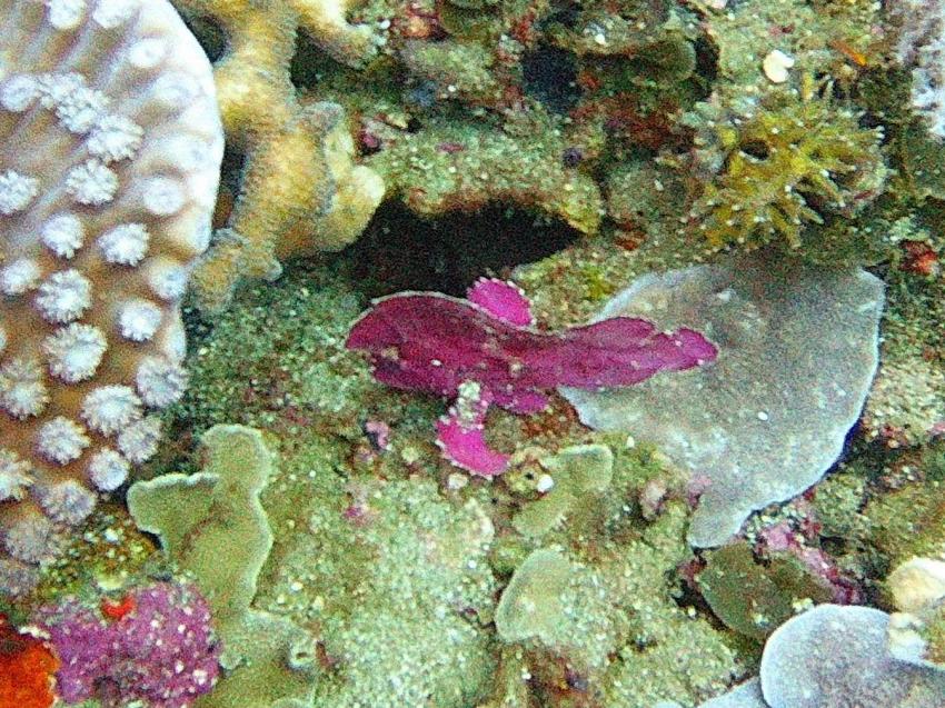 Extra Divers Spice Island, Indonesien