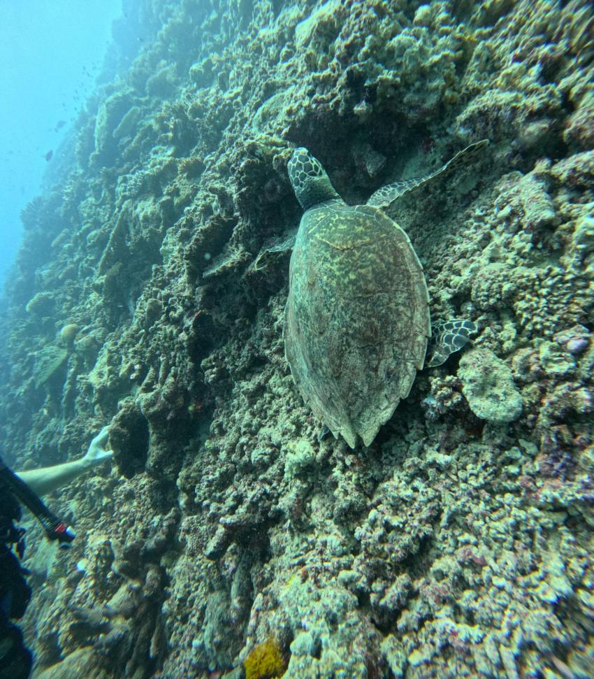 Tokoriki Diving, Fidschi
