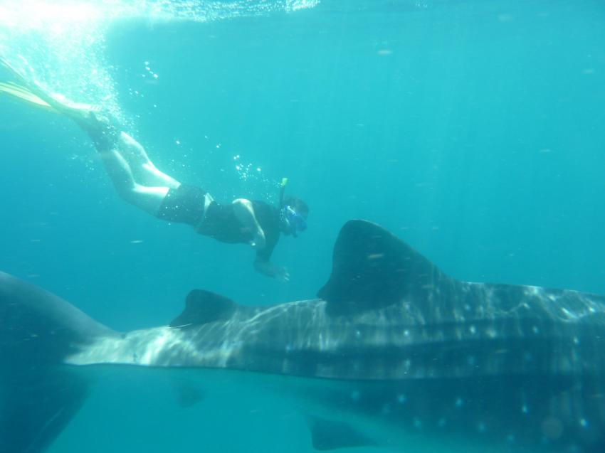 Whaleshark Divers, Macrohon , Southern Leyte, Philippinen