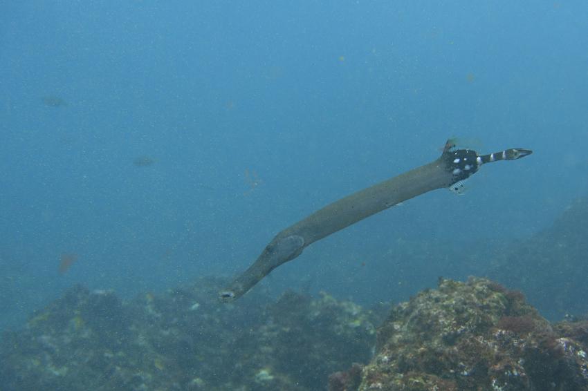 Trompetenfisch - gibt es oft, werden hier sehr groß, Kapverden, Cabo Verde, Haliotis Dive Center, Mindelo, Kap Verde