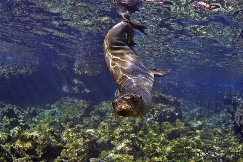 Galapagos Robbe spielt mit Tauchern, Galapagos, Ecuador, Tauchsafari, Tauchen, Pelzrobbe, Robbe, Seelöwe, Galapagos Shark Diving