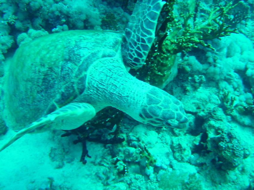 Safaga, Safaga - allgemein,Ägypten