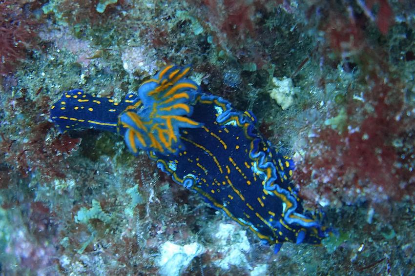 Tyrannodoris caboverdensis (Kap Verde-Tyrannodoris), Kapverden, Cabo Verde, Nacktschnecke, Nudibranch, Haliotis Dive Center, Mindelo, Kap Verde