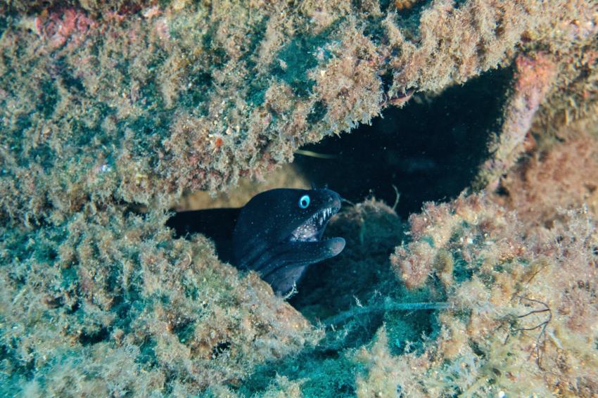 Muräne, Zeus Dive Center, Playa del Ingles, Gran Canaria, Spanien, Kanaren (Kanarische Inseln)
