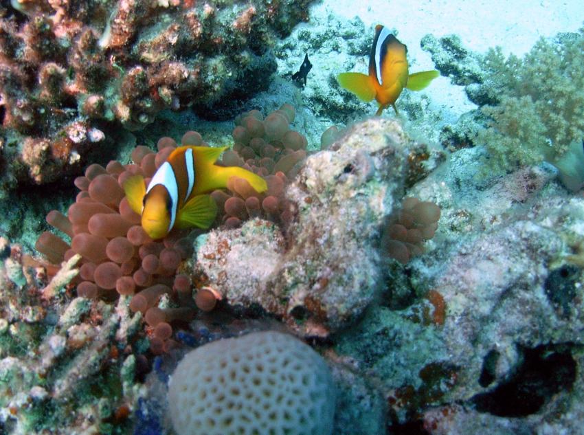 Safaga 01/2011 Teil 4, Safaga - allgemein,Ägypten