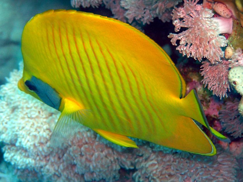 Hurghada, Hurghada - allgemein,Ägypten,Maskenfalterfisch,gelb