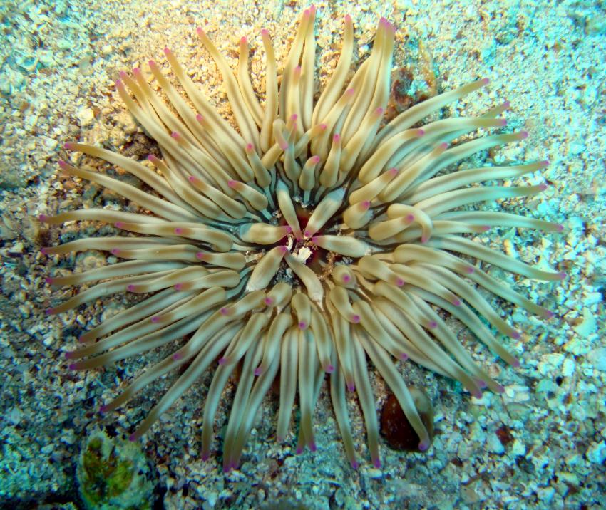 Insel Dugi Otok, Dugi Otok,Kroatien,anemone,wachsrose