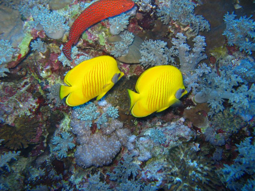 Deadalus Reef, Safari Südtour,Ägypten