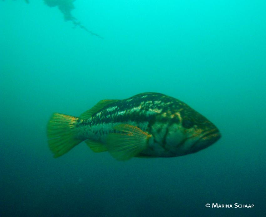 Giant Black Sea Bass, Sting Ray, Kelp Bass, Garibaldi, La Jolla Cove Marine Reserve,Kalifornien,USA