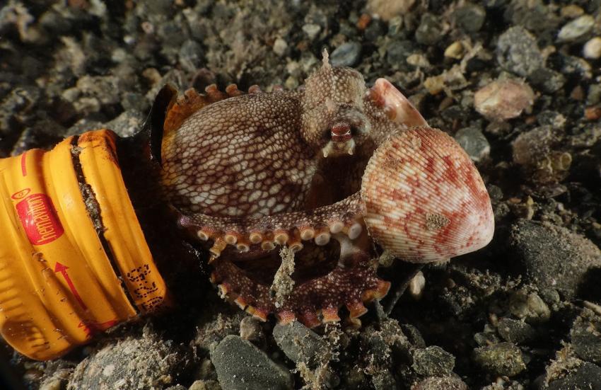Coconut Octopus, Tompotika Dive Lodge, Indonesien, Sulawesi