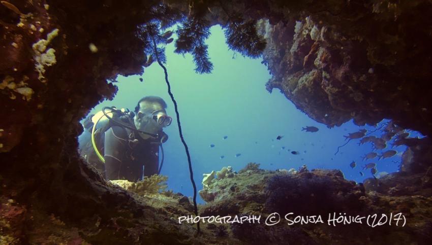 Weichkorallen, diving.de abu dabab, diving.DE Abu Dabab, El Malikia Resort, Ägypten, Marsa Alam und südlich