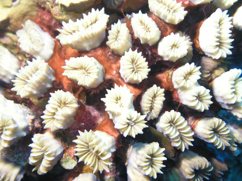 Bonaire, Bonaire,Niederländische Antillen,koralle,eingezogen,stupf