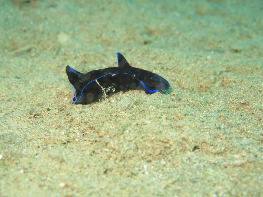 Euro-Divers, Utopia Beach, Ägypten, El Quseir bis Port Ghalib