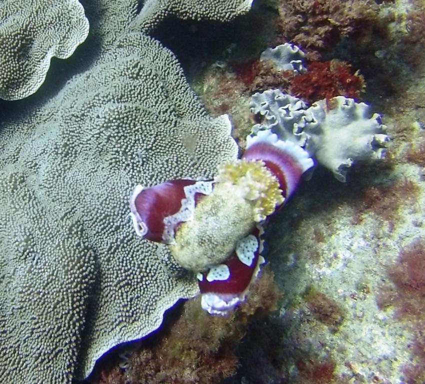 Pro Dive, Lord Howe Island, Australien