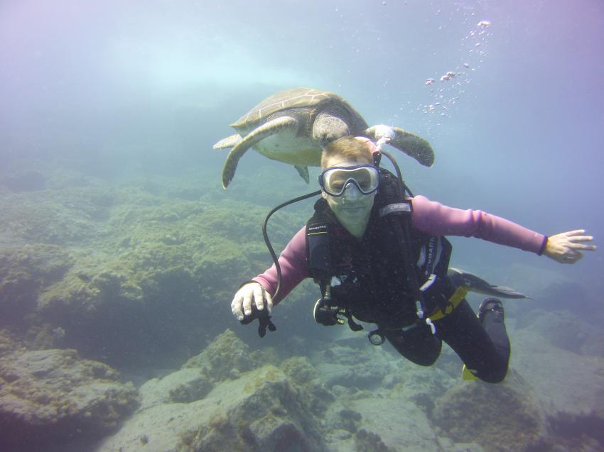 Tauchen mit Schildkröten und Ocean Trek Teneriffa, Schildkröten Tauchen Teneriffa Ocean Trek, Adeje Tauchclub Ocean Trek, Teneriffa, Spanien, Kanarische Inseln