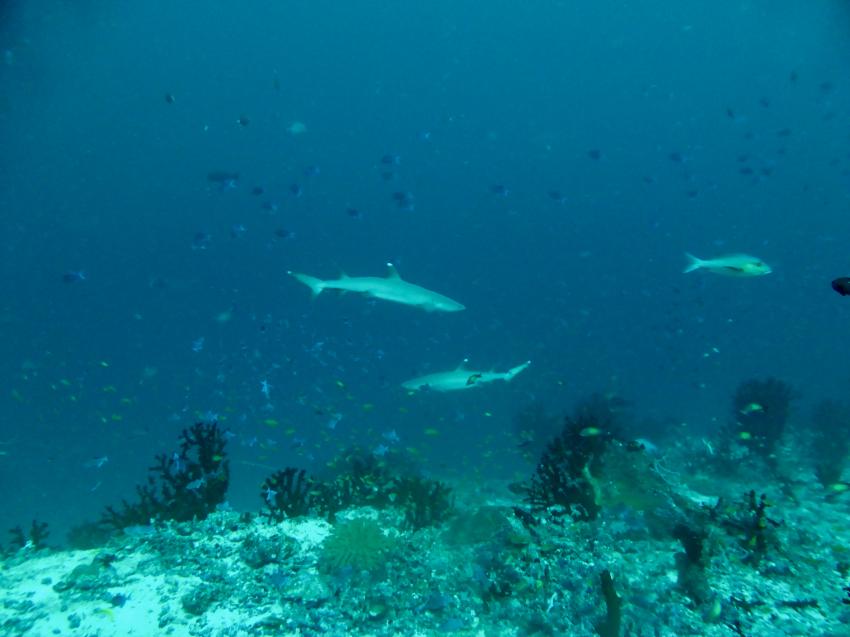 "Kanal-Tauchen" - Strömung und Haie, Haie, DivePoint Rannalhi, Malediven