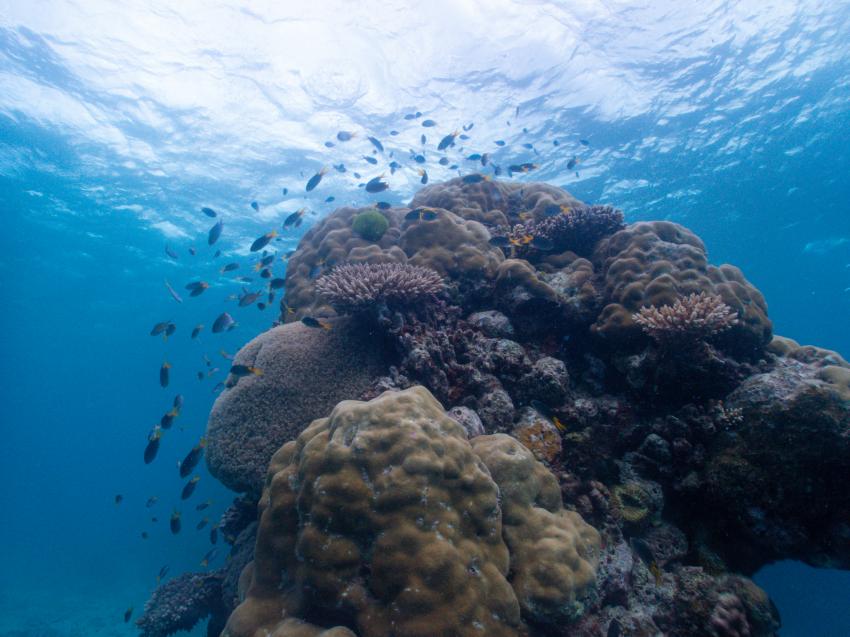 Ocean Quest, Deep Sea Divers Den, Cairns, Australien