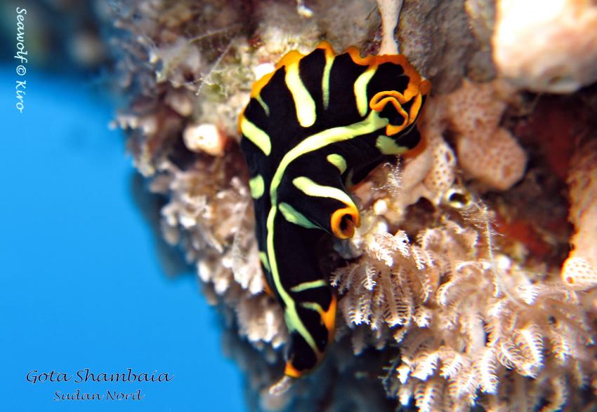 Gota Shambaia, Sudan; Seawolf; Diving Safari; Tauchen; Riffkarte; Safariboot, Dominator, M/Y Seawolf Dominator, Sudan